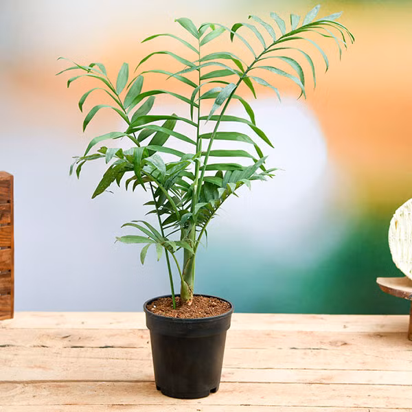  5 loại cây hợp phong thủy đặt bàn làm việc cho cả năm may mắn, tài lộc ảnh 4