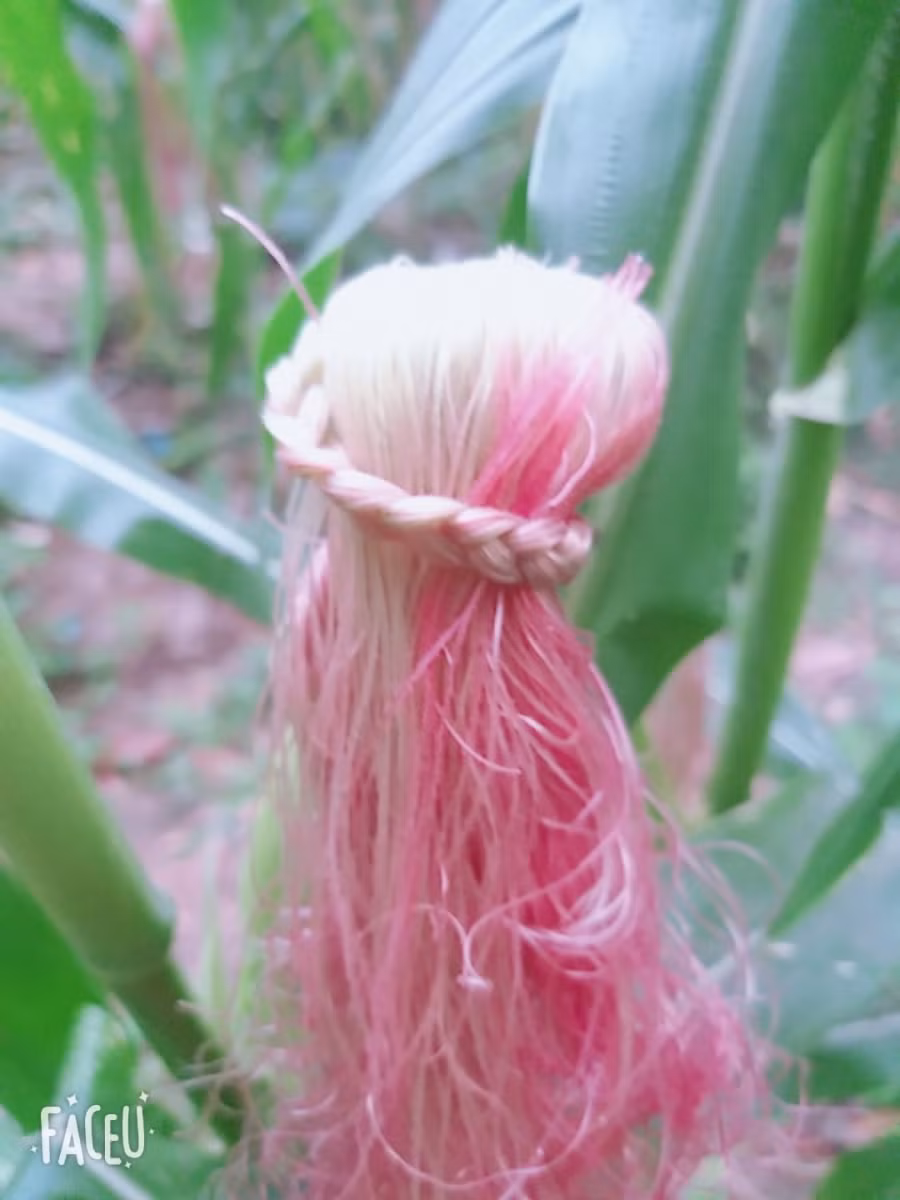 Sáng tạo là vô hạn... ảnh 2