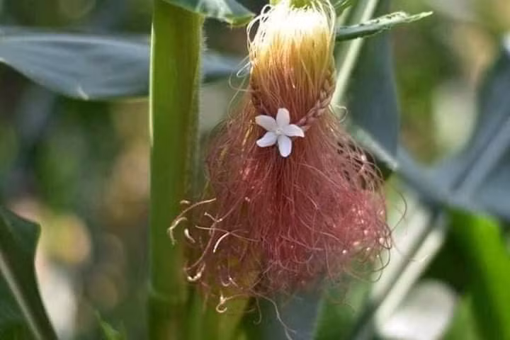 Sáng tạo là vô hạn... ảnh 6