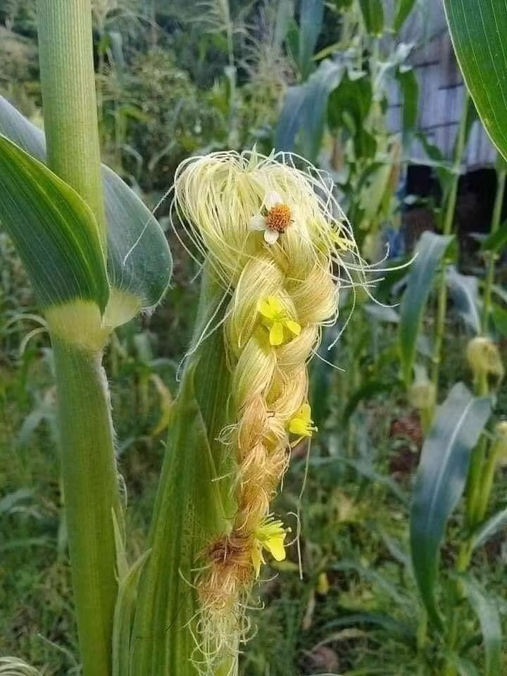 Sáng tạo là vô hạn... ảnh 3