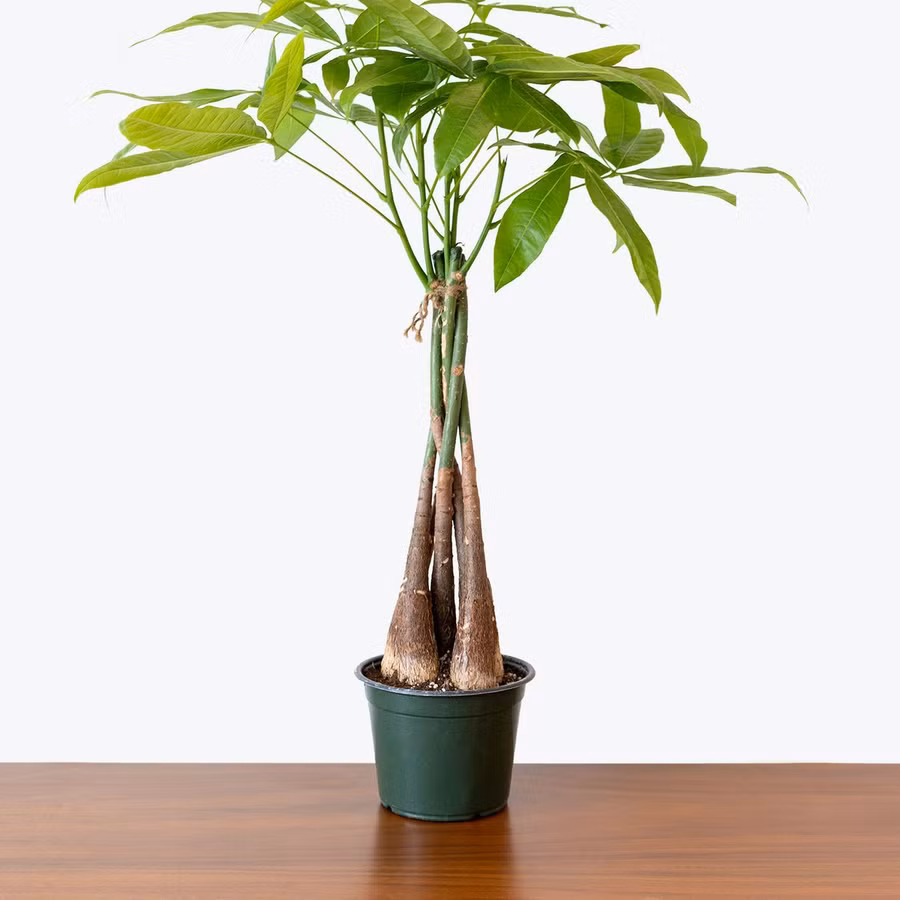  5 loại cây hợp phong thủy đặt bàn làm việc cho cả năm may mắn, tài lộc ảnh 2