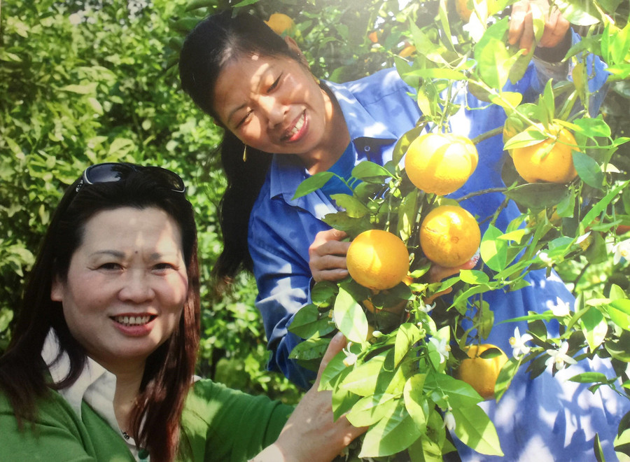 PGS Hà Thị Thúy (bên trái) bên cây cam không hạt PGS Hà Thị Thúy (bên trái) bên cây cam không hạt