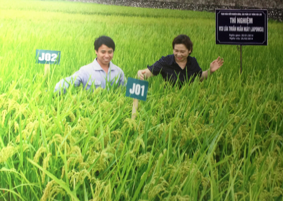PGS Hà Thị Thúy nghiên cứu giống lúa PGS Hà Thị Thúy nghiên cứu giống lúa