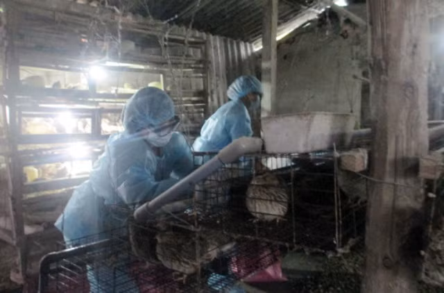 Cơ quan thú y đang tiến hành tiêu hủy đàn chim cút.
