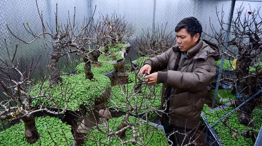 Vườn đào bạc tỷ được xây phòng riêng, lắp điều hòa của đại gia Hà Nội - Ảnh 5.