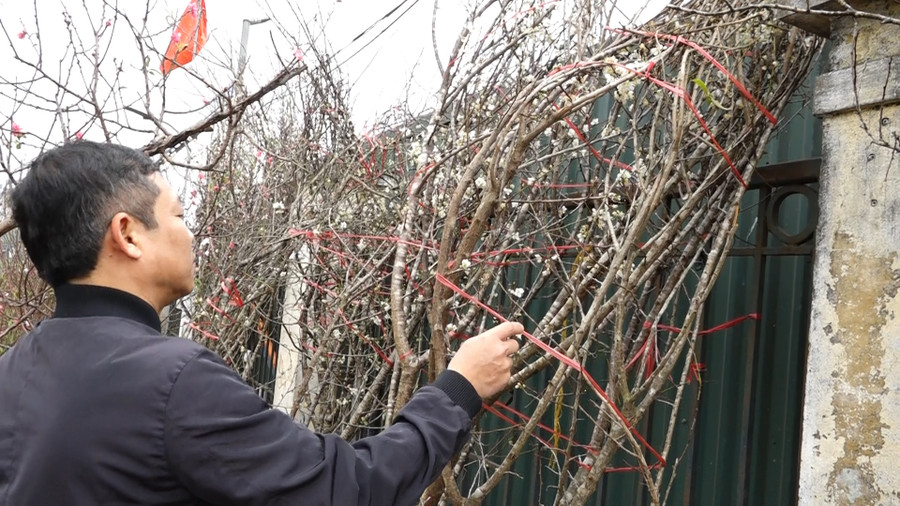 Hoa mơ rừng trắng muốt, hàng lạ hút khách chơi Tết ảnh 8 Hoa mơ rừng trắng muốt, hàng lạ hút khách chơi Tết