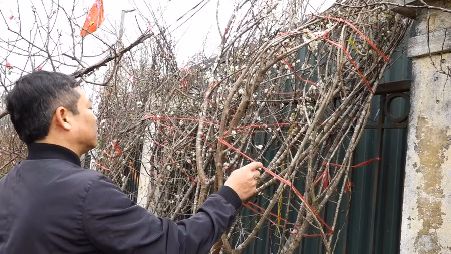 Hoa mơ rừng trắng muốt, hàng lạ hút khách chơi Tết