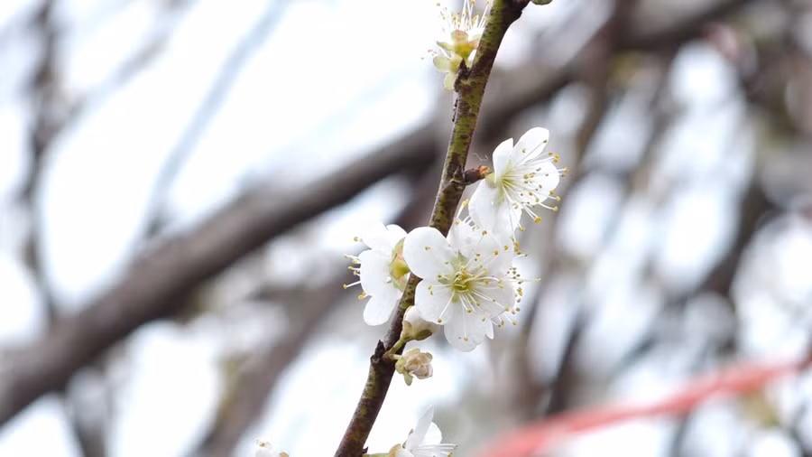 Hoa mơ rừng trắng muốt, hàng lạ hút khách chơi Tết