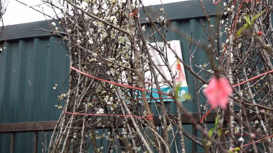 Hoa mơ rừng trắng muốt, hàng lạ hút khách chơi Tết