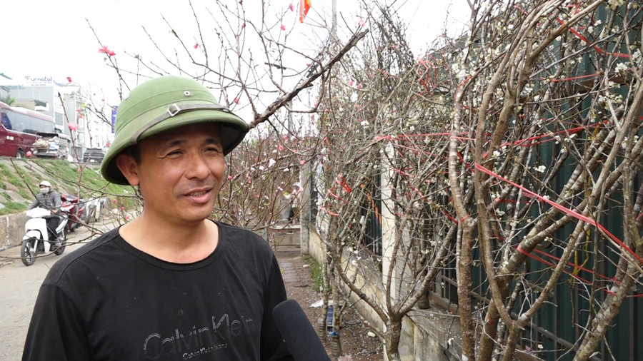 Hoa mơ rừng trắng muốt, hàng lạ hút khách chơi Tết ảnh 3 Hoa mơ rừng trắng muốt, hàng lạ hút khách chơi Tết