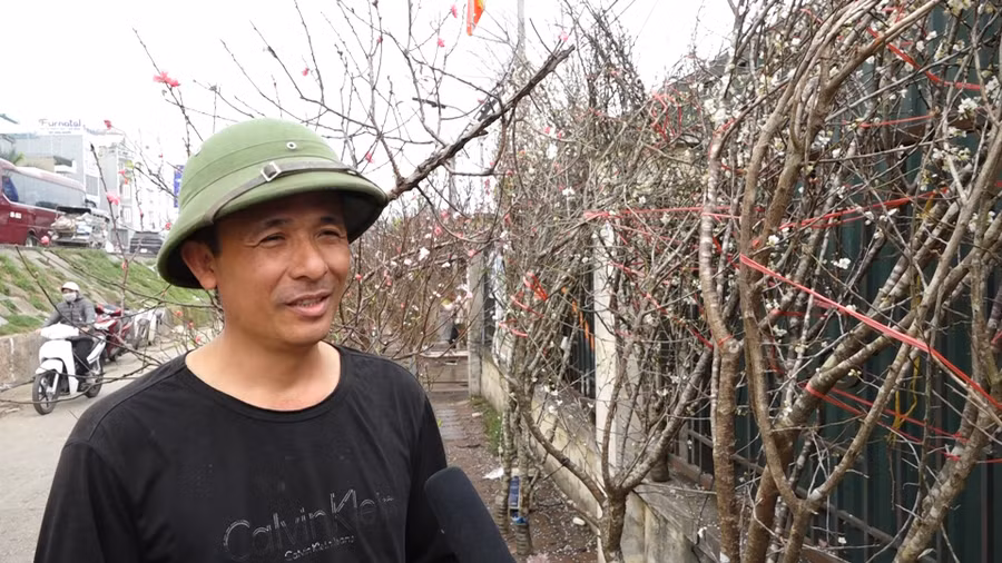 Hoa mơ rừng trắng muốt, hàng lạ hút khách chơi Tết