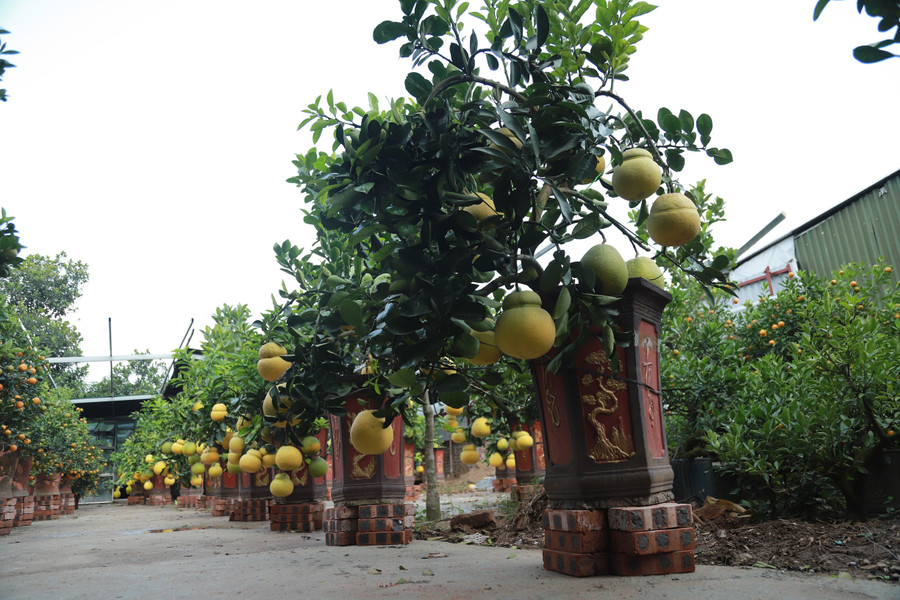 Hoa mơ rừng trắng muốt, hàng lạ hút khách chơi Tết ảnh 14 Hoa mơ rừng trắng muốt, hàng lạ hút khách chơi Tết