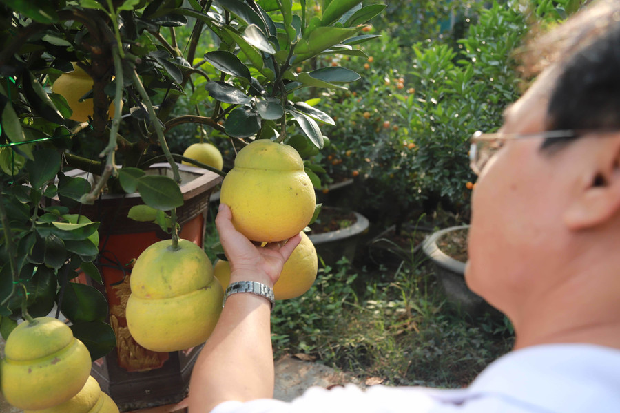 Hoa mơ rừng trắng muốt, hàng lạ hút khách chơi Tết ảnh 13 Hoa mơ rừng trắng muốt, hàng lạ hút khách chơi Tết