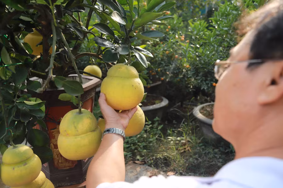 Hoa mơ rừng trắng muốt, hàng lạ hút khách chơi Tết