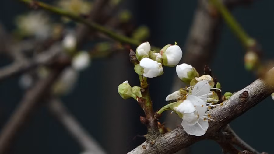 Hoa mơ rừng trắng muốt, hàng lạ hút khách chơi Tết