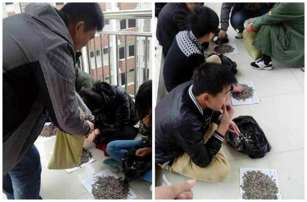 Cắn vụn hướng dương trong lớp, nhóm học sinh bị thầy giáo cao tay phạt “tởn tới già“
