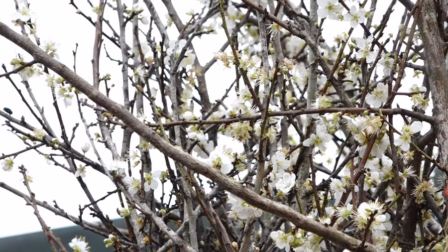 Hoa mơ rừng trắng muốt, hàng lạ hút khách chơi Tết