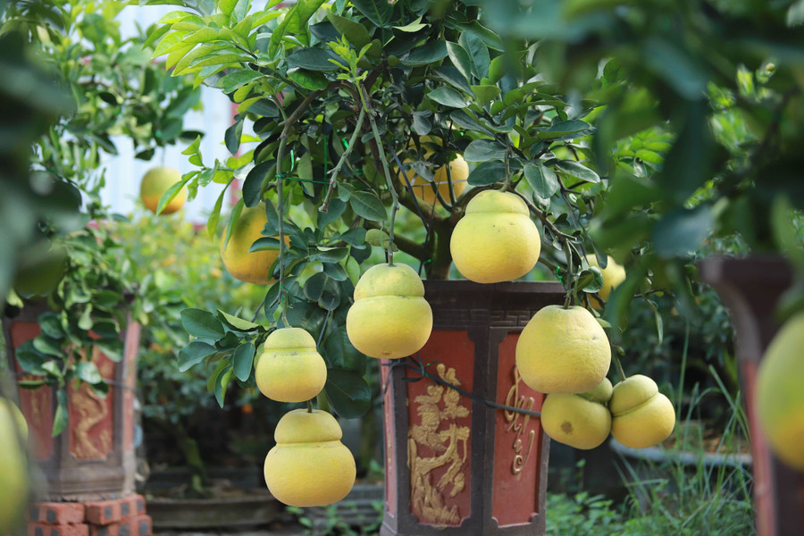 Hoa mơ rừng trắng muốt, hàng lạ hút khách chơi Tết ảnh 16 Hoa mơ rừng trắng muốt, hàng lạ hút khách chơi Tết