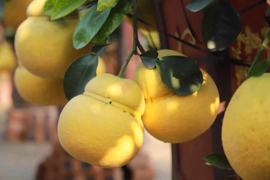 Hoa mơ rừng trắng muốt, hàng lạ hút khách chơi Tết