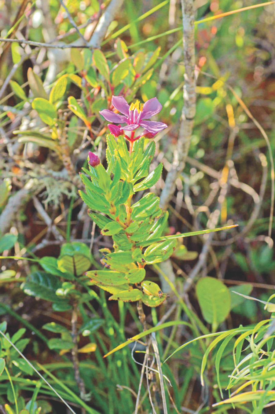 Gravesia Serratifolia là loài thực vật mới chỉ sống trong công viên quốc gia Marojejy ở Madagascar.