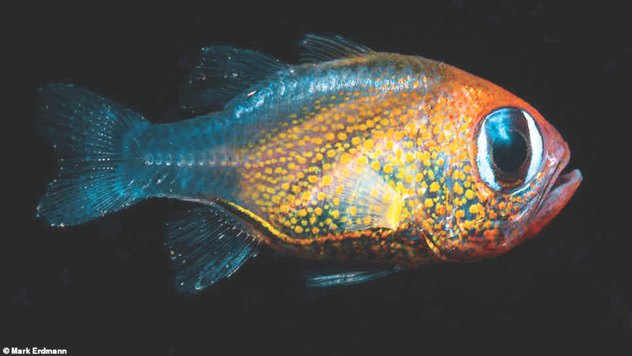 Cá hồng y mắt mèo được tìm thấy ở Papua New Guinea.