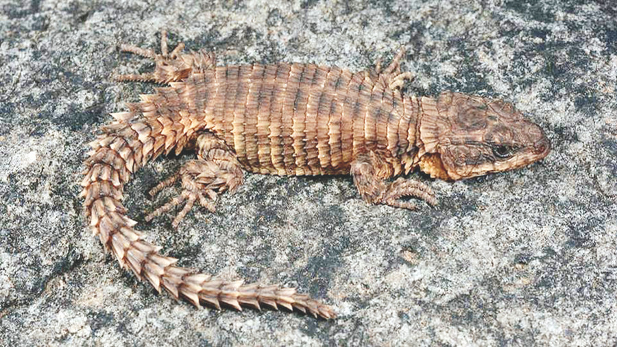 Thằn lằn lưới Cordylus phonolithos được tìm thấy ở ngọn núi cao thứ nhì Angola.