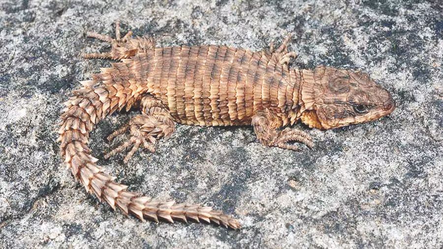 Thằn lằn lưới Cordylus phonolithos được tìm thấy ở ngọn núi cao thứ nhì Angola.