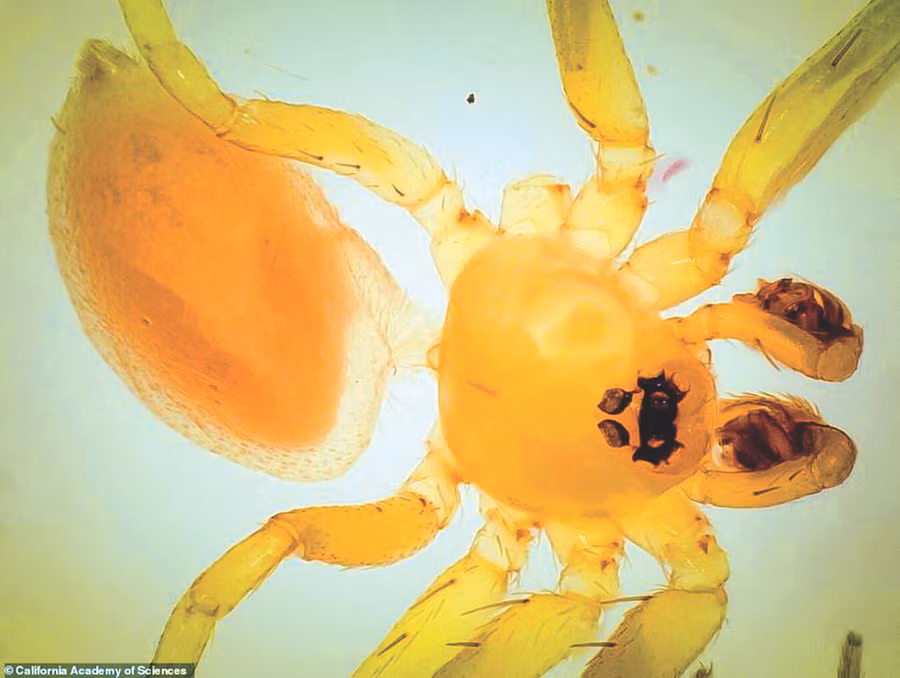 Nhện “thờ kiến” Myrmecicultor chihuahuensis được tìm thấy ở Mexico.