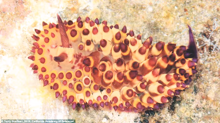 Sên biển Janolus flavoanulatus được tìm thấy ở Philippines. Sên biển Janolus flavoanulatus được tìm thấy ở Philippines.