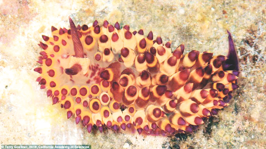 Sên biển Janolus flavoanulatus được tìm thấy ở Philippines.