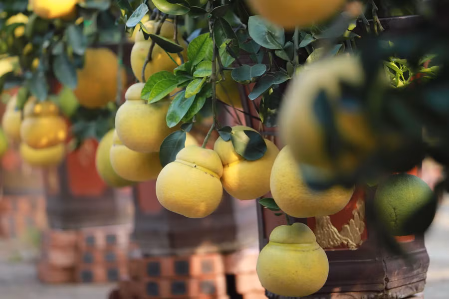 Hoa mơ rừng trắng muốt, hàng lạ hút khách chơi Tết