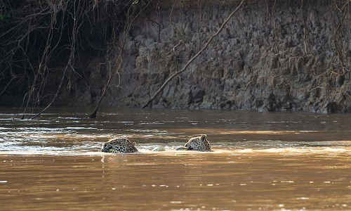 Mẹ con báo đốm bơi qua sông với xác trăn dài 5 mét trong miệng. Mẹ con báo đốm bơi qua sông với xác trăn dài 5 mét trong miệng. Ảnh:Arjan Jongeneel.