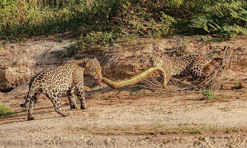Cuộc chiến tranh xác trăn bắt đầu ngay khi chúng lên bờ. Cuộc chiến tranh xác trăn bắt đầu ngay khi chúng lên bờ. Ảnh:Arjan Jongeneel.