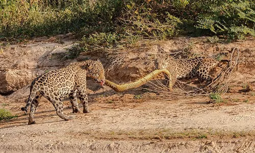 Cuộc chiến tranh xác trăn bắt đầu ngay khi chúng lên bờ. Cuộc chiến tranh xác trăn bắt đầu ngay khi chúng lên bờ. Ảnh:Arjan Jongeneel.