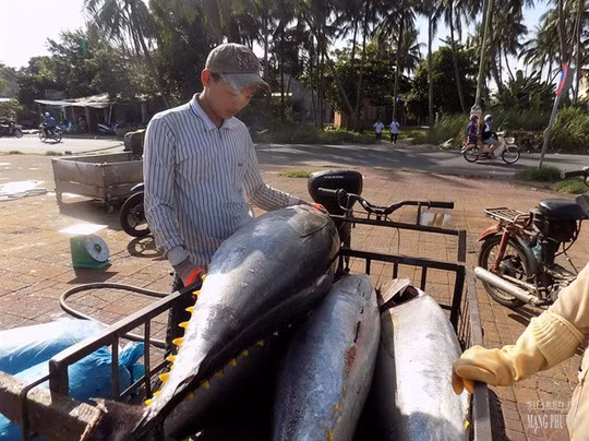 Chế biến Mắt cá ngừ đại dương đúng phong cách Phú Yên - Ảnh 1.