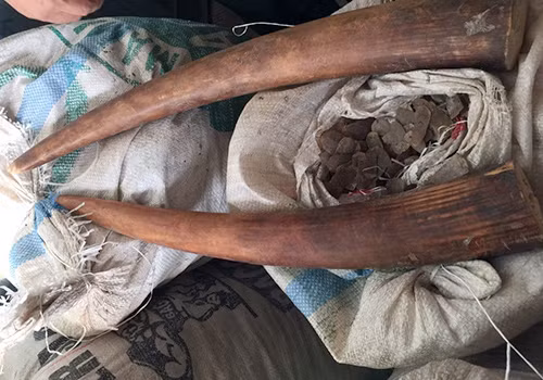 Một phần số ngà voi và vảy tê giác bị cơ quan chức năng thu giữ hôm 4/10. Ảnh: Đ.X.