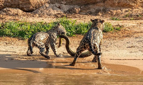 Dù mất công sức săn trăn, báo mẹ vẫn phải nhường lại mồi ngon cho con. Dù mất công sức săn trăn, báo mẹ vẫn phải nhường lại mồi ngon cho con. Ảnh:Arjan Jongeneel.