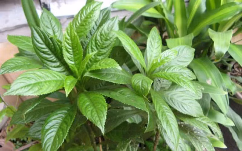 7 bai thuoc chua ho hieu qua cho tre trong mua lanh hinh 3