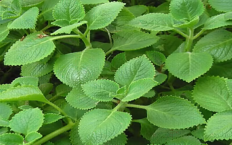 7 bai thuoc chua ho hieu qua cho tre trong mua lanh hinh 2