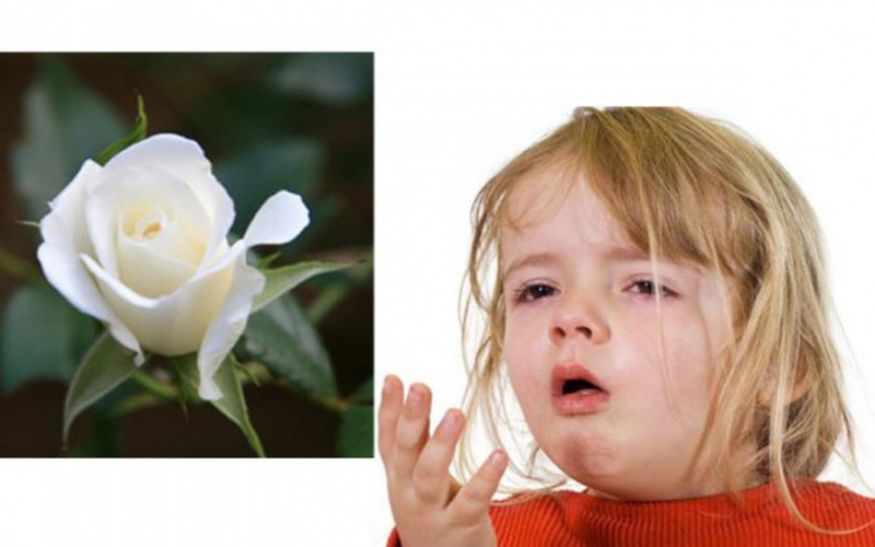 7 bài thuốc chữa ho hiệu quả cho trẻ trong mùa lạnh hình 6 7 bai thuoc chua ho hieu qua cho tre trong mua lanh hinh 6