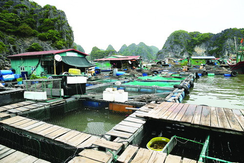 Làng nổi là nơi sinh sống của hàng trăm người dân.