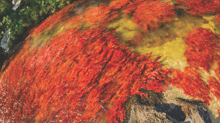 Các màu được tạo ra trong quá trình sinh sản của thực vật thủy sinh.