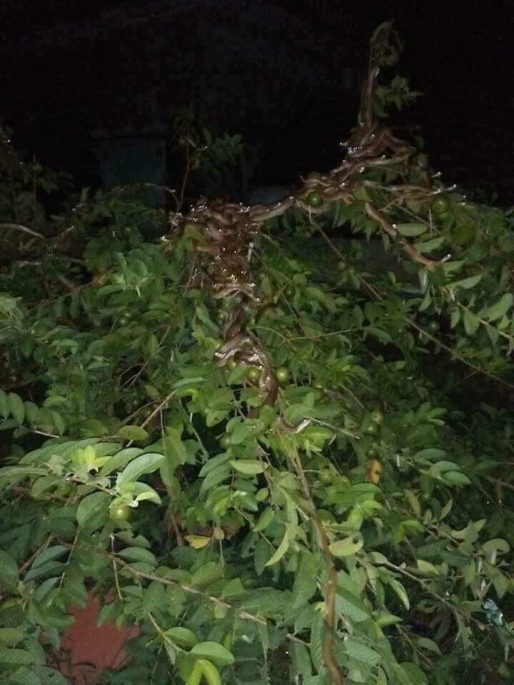 Ổi ngon lắm ạ. Ổi ngon lắm ạ.