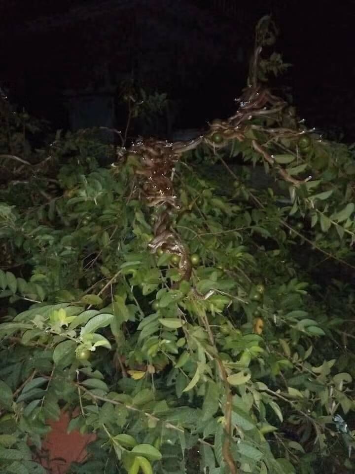 Ổi ngon lắm ạ.