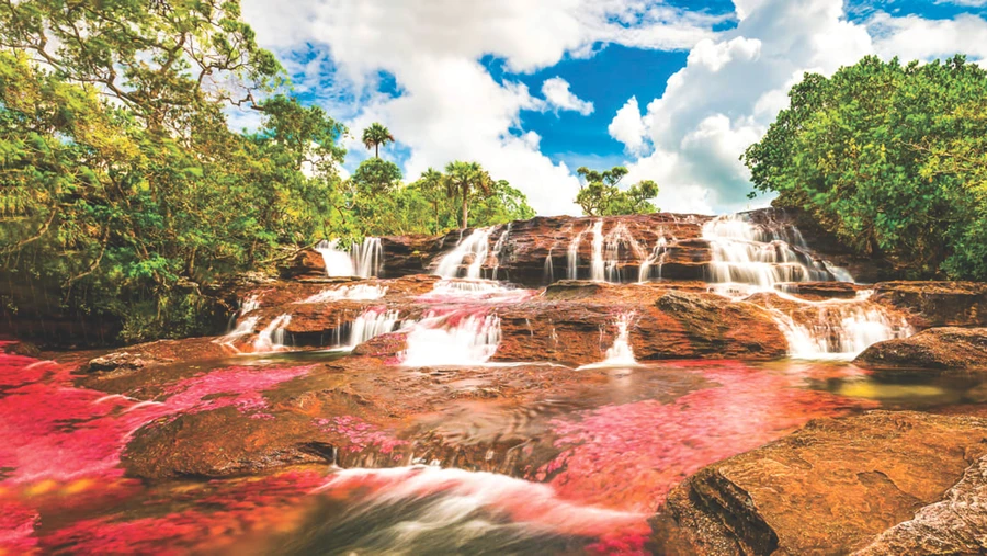 Khu vực này cũng rất phong phú động vật hoang dã như rùa, cự đà và aguilas - loài chim quốc gia của Colombia.