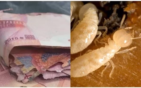 Trước đó, một trường hợp côn trùng cắn tiền khác đã xảy ra với hai người già nọ ở Trung Quốc, khiến họ mất 40,000 nhân dân tệ (hơn 131 triệu đồng).