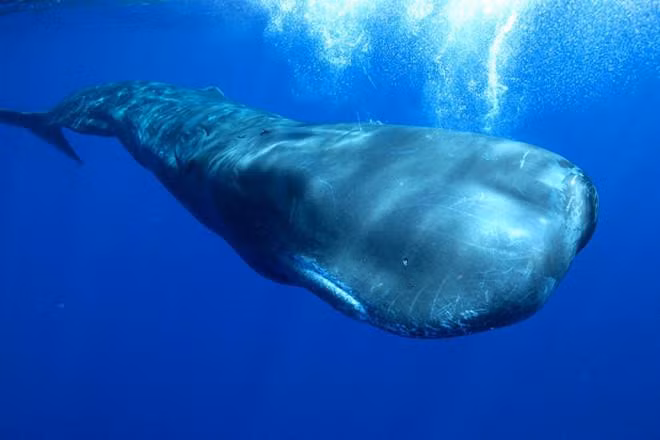 Cá nhà táng là loài động vật có răng lớn nhất hành tinh. (Ảnh: Zing)