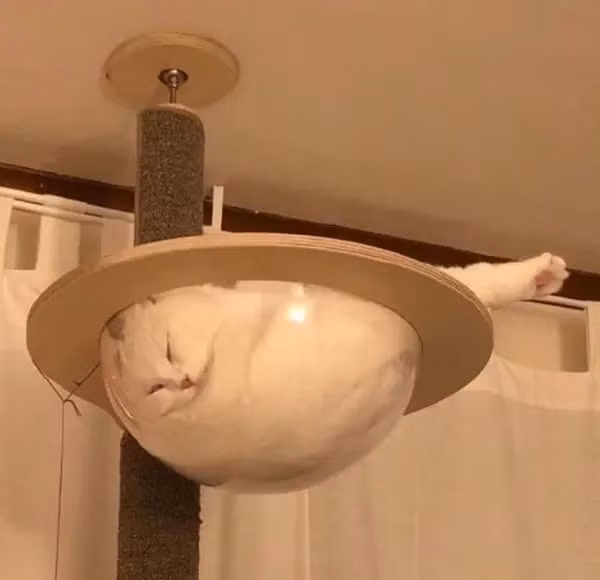 Một bát súp mèo trắng phau, nhìn hơi dễ ghét.