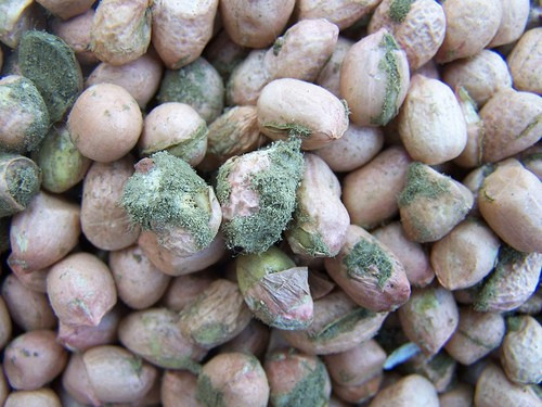 Lạc mốc chính là nguyên nhân tình nghi hàng đầu khiến cặp vợ chồng phải nhập viện cấp cứu. (Hình minh họa).