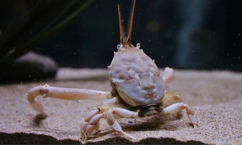 Con cua có phần mai trông giống mặt người. Ảnh: Newquay"s Blue Reef Aquarium.